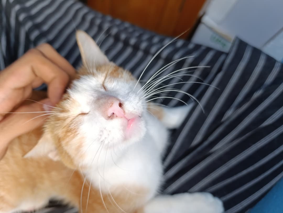 ဇိမ်ခံပူတစ်