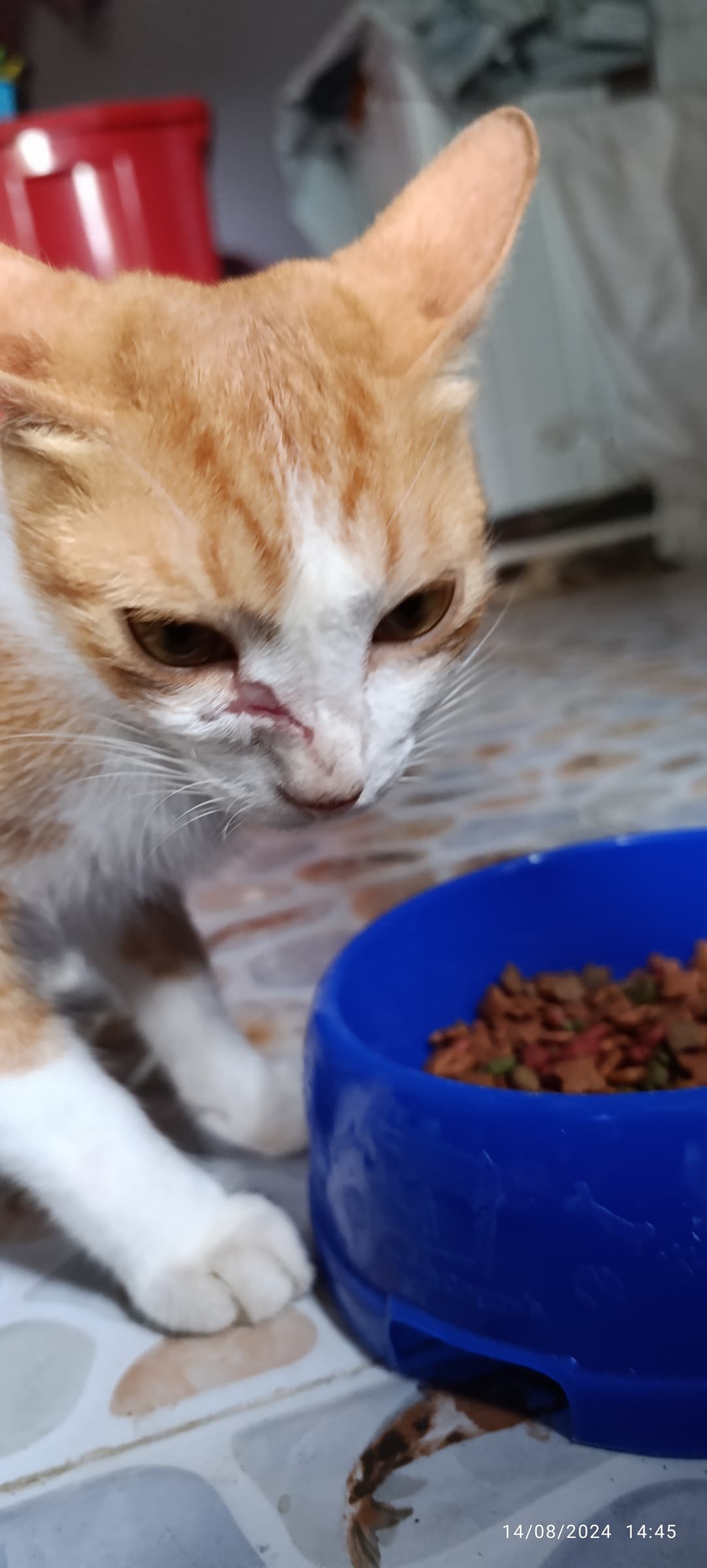 လူမိုက်ပူတစ်