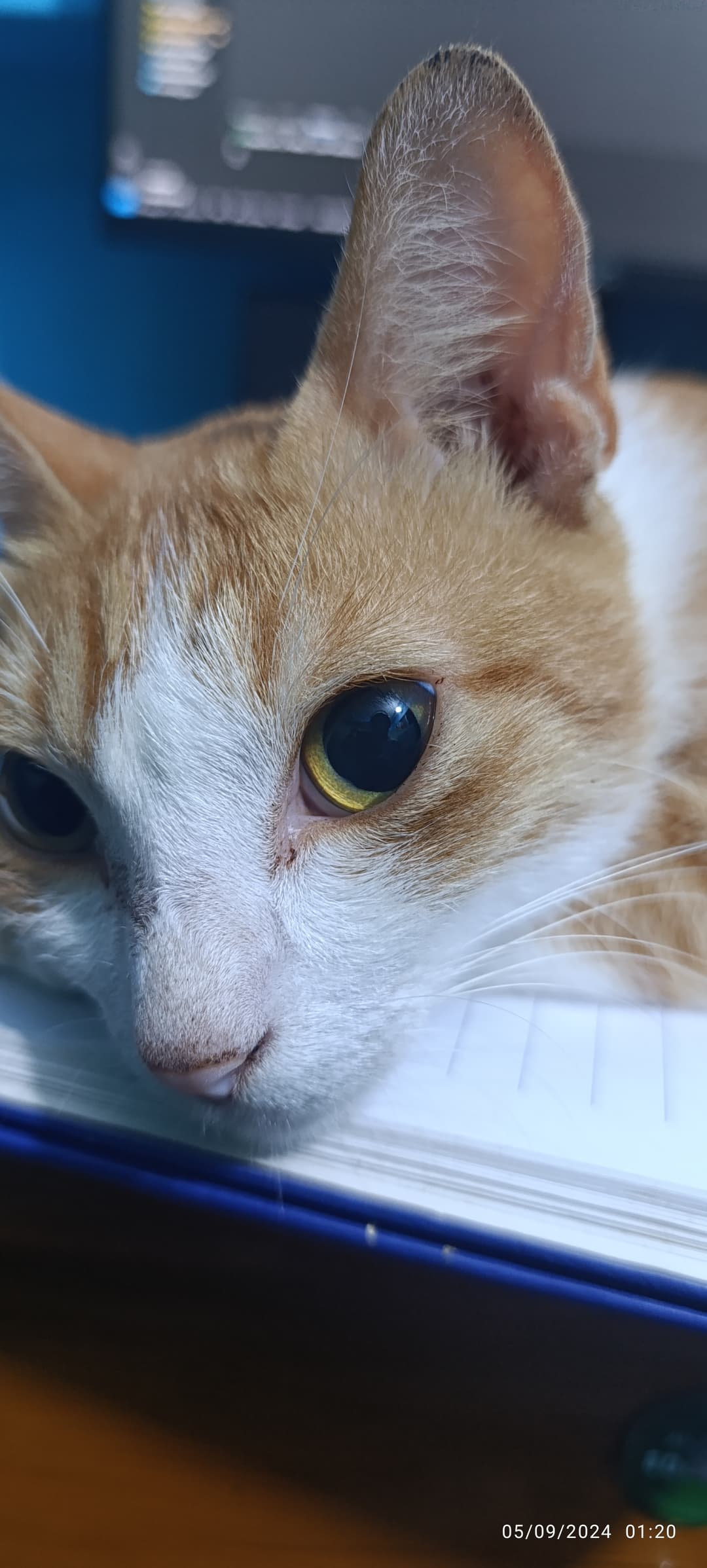 သနားစရာ ပူတစ်