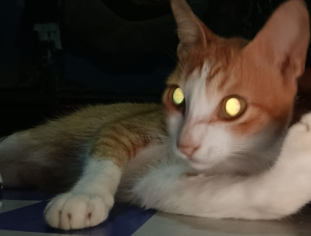 စူပါ ပူတစ်