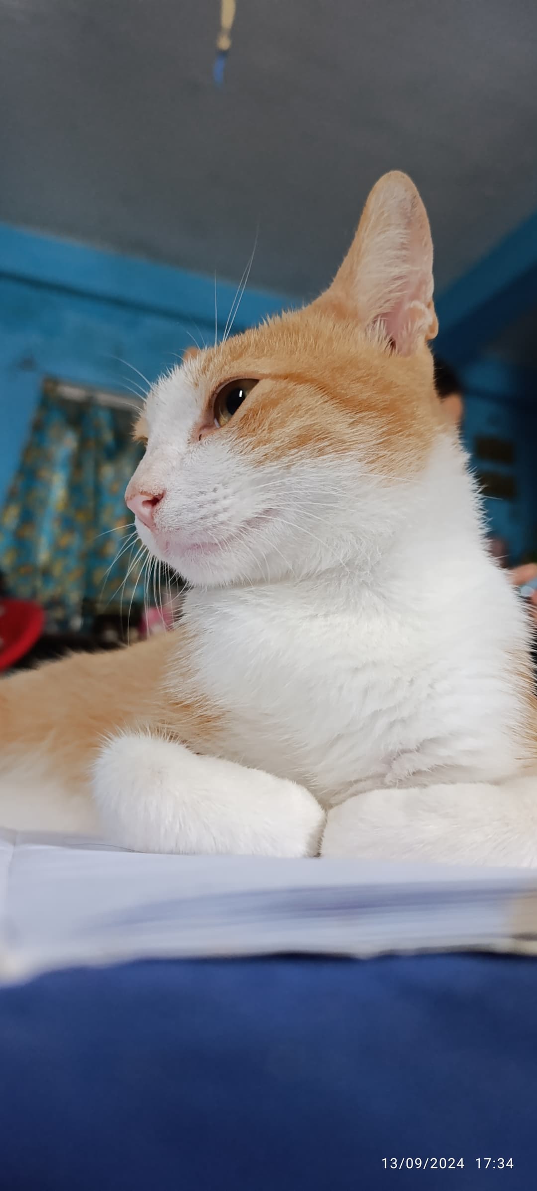 ဂေးပူတစ်